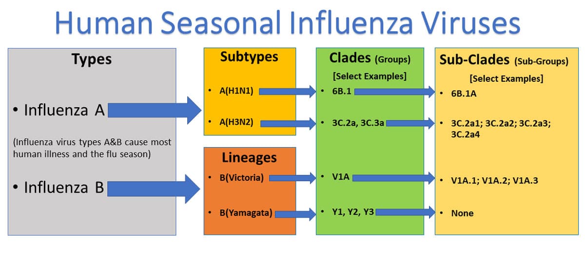 Influenza Types, Treatment, and Prevention CareerCert